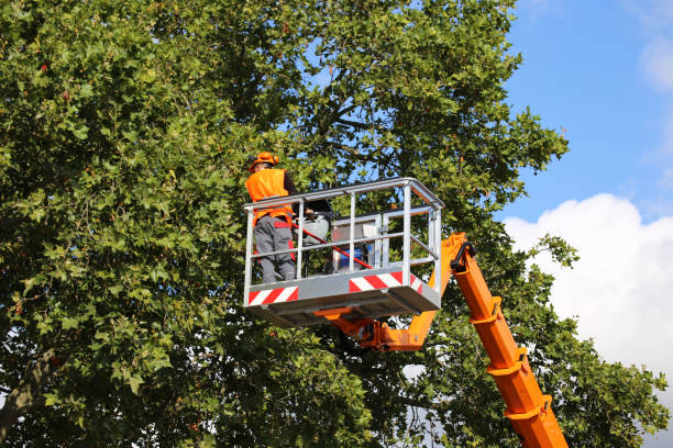 Best Fruit Tree Pruning  in Chattahoochee, FL